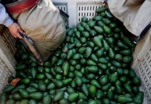 Mexico phát minh nhựa sinh học từ hạt quả bơ thân thiện môi trường Mexico phát minh nhựa sinh học từ hạt quả bơ thân thiện môi trường