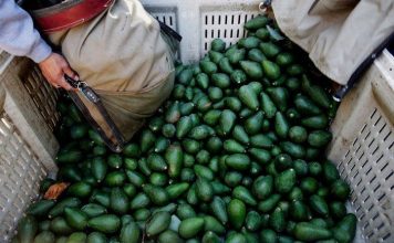 Mexico phát minh nhựa sinh học từ hạt quả bơ thân thiện môi trường