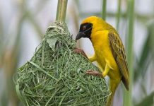 Kỹ năng làm tổ của chim không phải di truyền