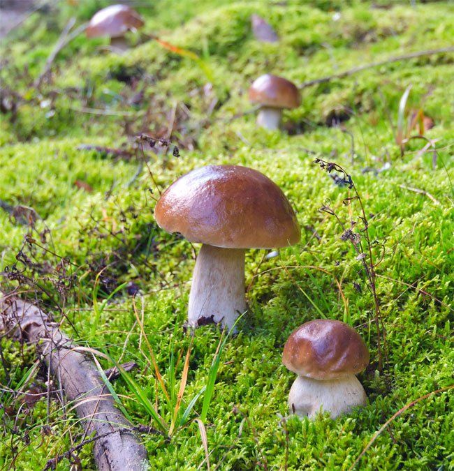 Nấm – loài duy nhất bảo vệ trái đất trước rác thải rắn độc hại