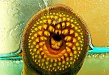 Loài cá khát máu và "chuyện ấy" lạ đời