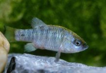 Những loài vật sống ở nơi nóng nhất thế giới Những loài vật sống ở nơi nóng nhất thế giới