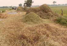 Chế phẩm sinh học biến rơm rạ thành phân hữu cơ