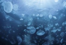 Trung Quốc tìm cách diệt sứa bảo vệ tàu sân bay