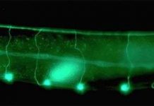 Giun sống lâu hơn khi bay vào vũ trụ