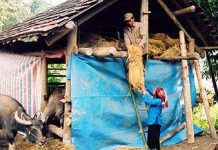 Biện pháp phòng chống rét cho trâu bò Biện pháp phòng chống rét cho trâu bò