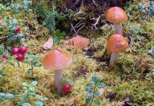 Nấm làm chậm quá trình ấm lên của khí hậu