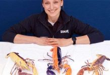 Tôm hùm biến đổi màu Tôm hùm biến đổi màu