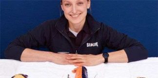 Tôm hùm biến đổi màu