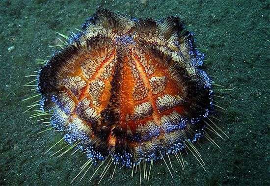 Những “đốm lửa” đáng sợ trong lòng đại dương