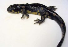 Bí ẩn về những con quái vật 5 chân