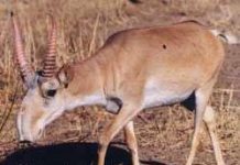 Linh dương Saiga