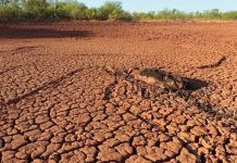 Sinh vật bị tận diệt do hạn hán
