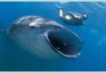 Đối mặt miệng cá khổng lồ