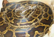 Cơ chế phình to ruột giúp trăn Miến Điện tiêu hóa mồi Cơ chế phình to ruột giúp trăn Miến Điện tiêu hóa mồi