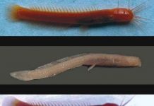 Phát hiện loài cá mới