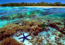 Australia nỗ lực bảo vệ rạn san hô lớn nhất thế giới