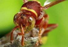 Phát hiện loài ong "dã man, khát máu" từ bé