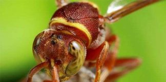 Phát hiện loài ong "dã man, khát máu" từ bé