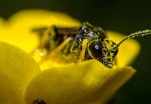 Sắp xuất hiện loại pin làm từ phấn hoa Sắp xuất hiện loại pin làm từ phấn hoa