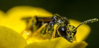 Sắp xuất hiện loại pin làm từ phấn hoa