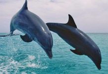 Cá heo cũng “chơi” ma túy