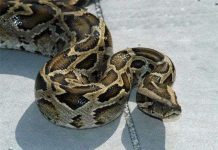 Khả năng phình đại nội tạng đáng sợ của trăn khổng lồ