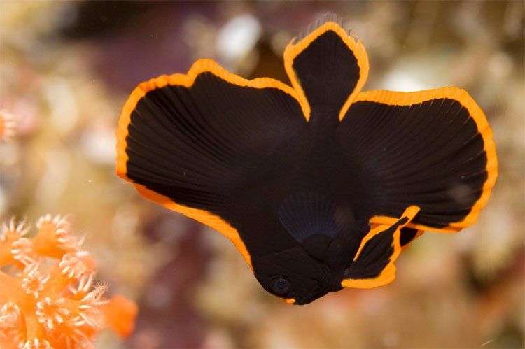 Có một loài chim lửa tuyệt đẹp bơi lội được tung tăng trong nước