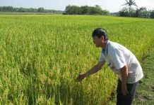 Tiền Giang sẽ sản xuất đại trà lúa than đặc sản
