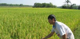 Tiền Giang sẽ sản xuất đại trà lúa than đặc sản