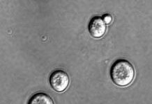 ADN là đầu mối của hoạt động sinh sản