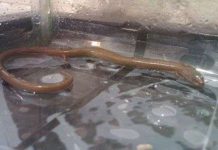 Thằn lằn hóa “rắn có chân” Thằn lằn hóa "rắn có chân"