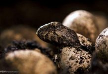 Các loài động vật quý hiếm ở New Zealand