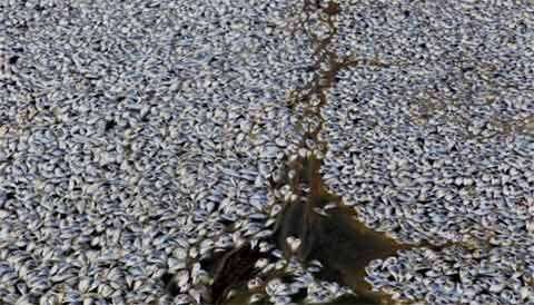 Bàng hoàng với bạt ngàn cá chết ở Louisiana