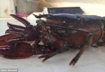 Phát hiện tôm hùm 4 càng hiếm thấy