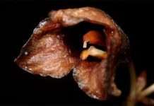 Phát hiện một loài "phong lan ma" ở Indonesia