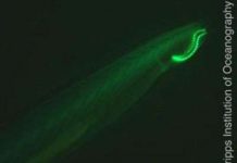 Phát hiện họ protein huỳnh quang xanh trong sinh vật biển Phát hiện họ protein huỳnh quang xanh trong sinh vật biển