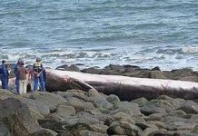Phát hiện xác cá voi dài 17m Phát hiện xác cá voi dài 17m