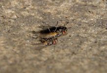 Chết vì ồn ào khi "mây mưa"