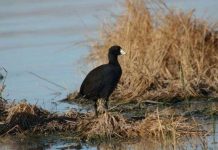 Khi nước thải trở thành nguồn sống