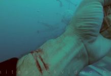 Thợ lặn Mỹ cắt tay trước đàn cá mập xem có bị xé xác