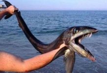 Cá lưỡi trích răng nhọn hoắt dạt bờ