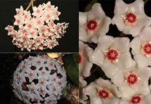 Nhận dạng loài hoa được tìm thấy sau 100 năm ở Hải Phòng