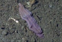 Giải mã bí ẩn 60 năm về sinh vật “vớ tím”