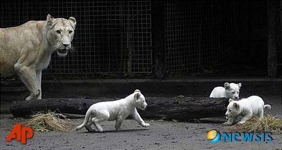 Nhóc sư tử trắng đầu tiên ở Nam Mỹ