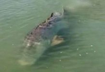 Bắt gặp cá mú khổng lồ dài 2,7m, nặng 400kg