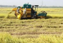 An Giang ứng dụng ảnh viễn thám vào sản xuất lúa An Giang ứng dụng ảnh viễn thám vào sản xuất lúa