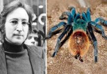 Tìm ra loài nhện mới được đặt tên theo John Lennon