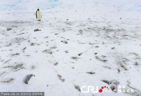 Chim cánh cụt chết hàng loạt ở Nam Cực
