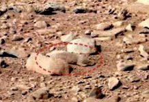 Phát hiện chuột trên sao Hỏa?